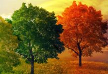 Уход за комбинированной кожей лица. Уход за комбинированной кожей лица по временам года